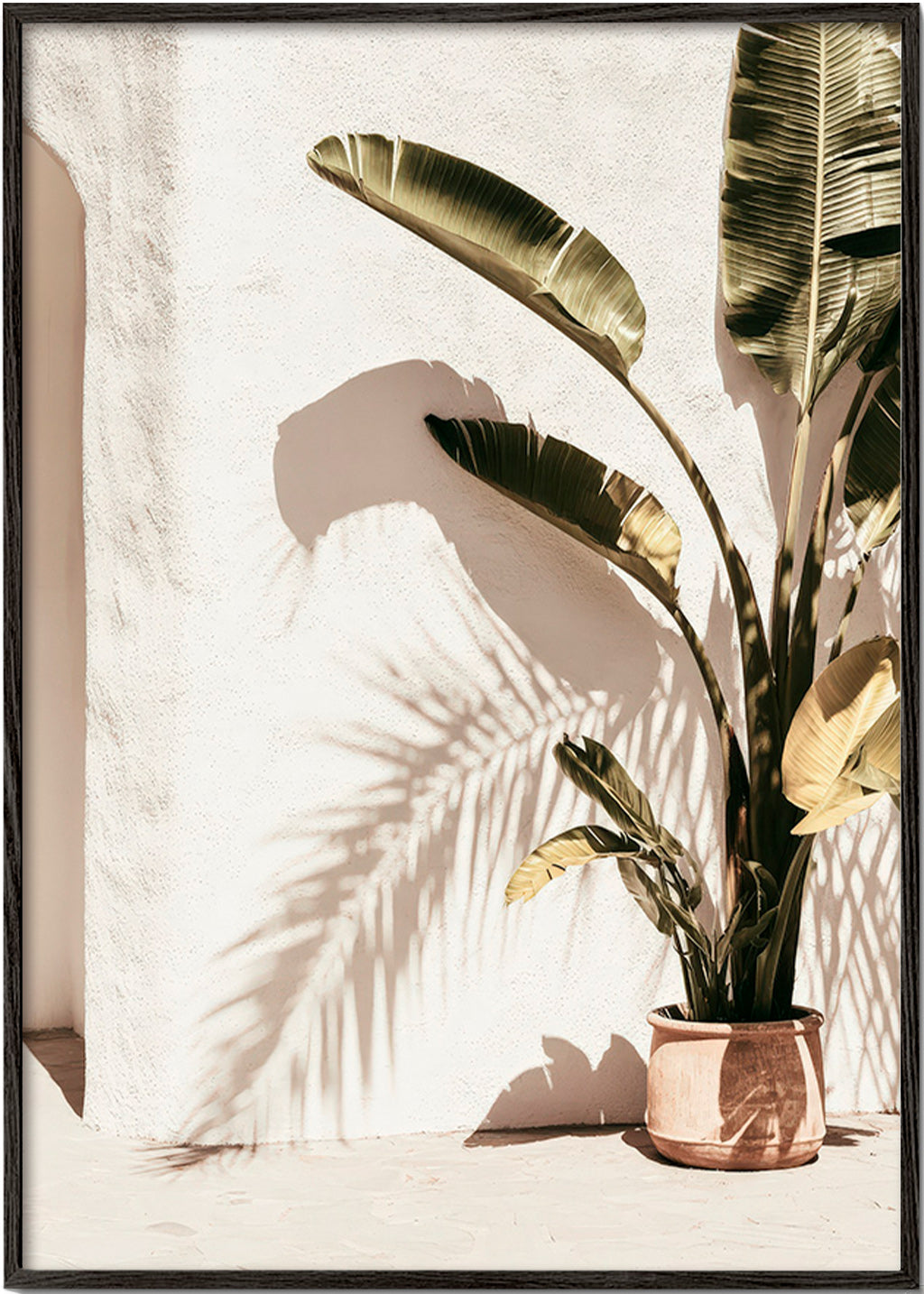 Stampa botanica: palma in vaso