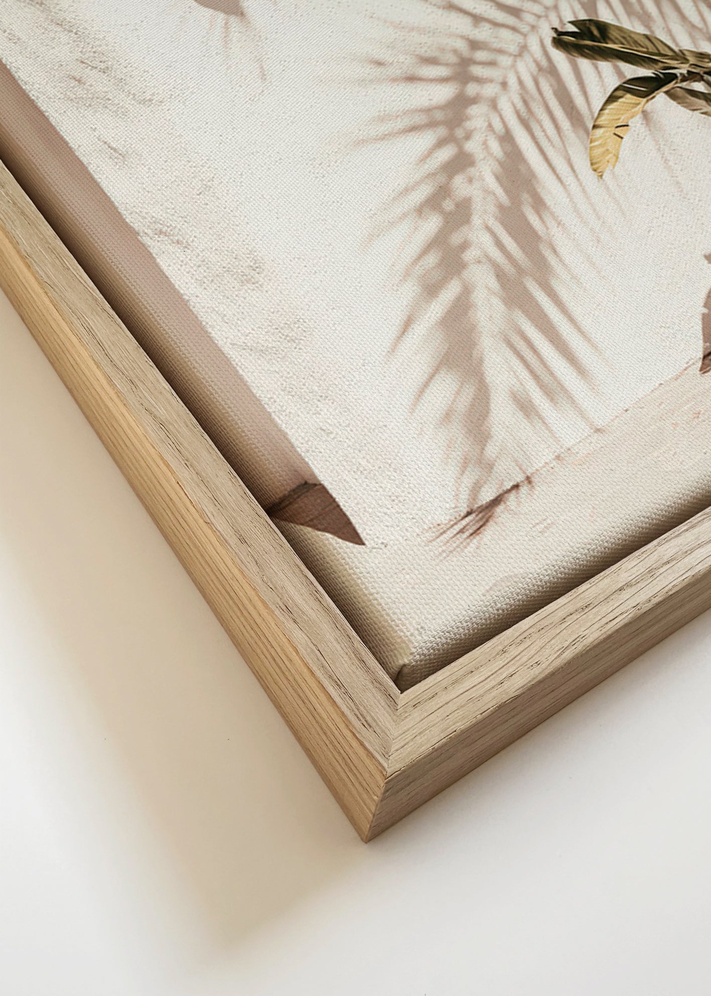 Stampa botanica: palma in vaso