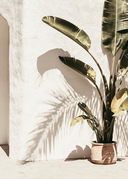 Stampa botanica: palma in vaso