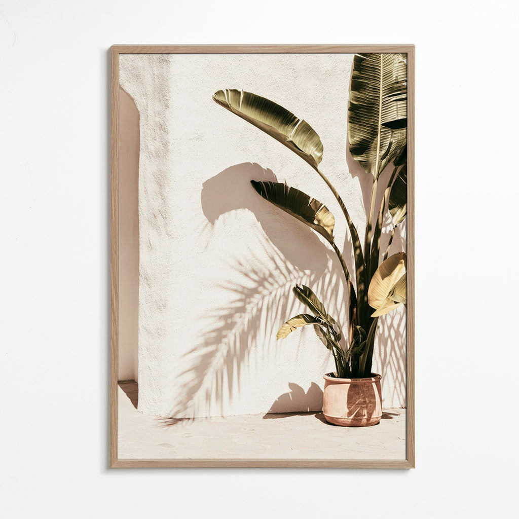 Stampa botanica: palma in vaso