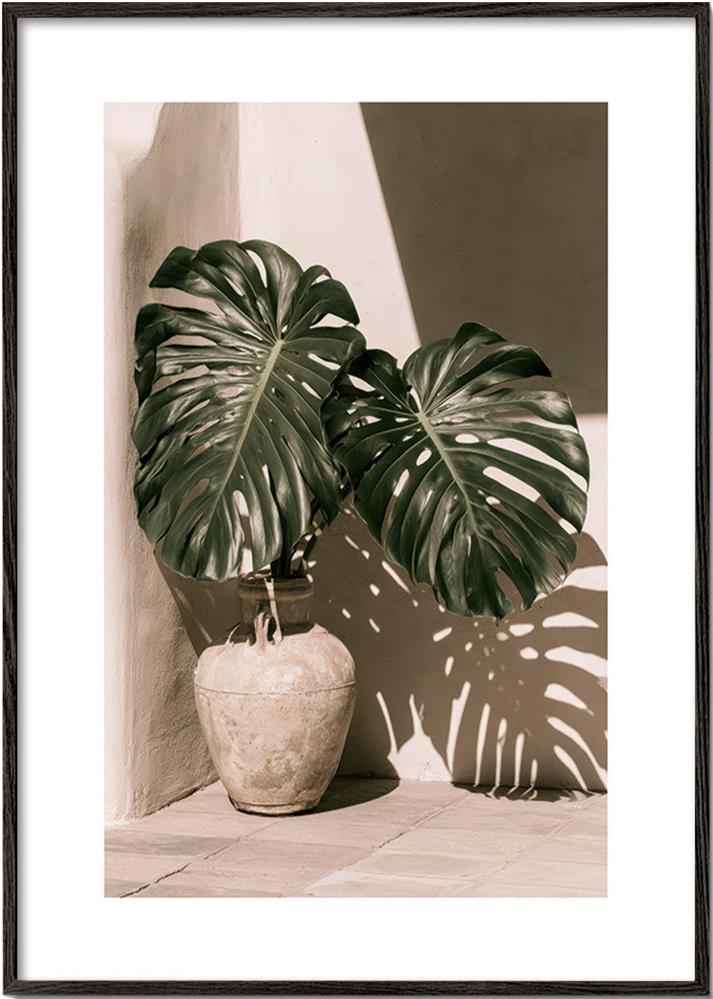Stampa botanica Monstera in vaso