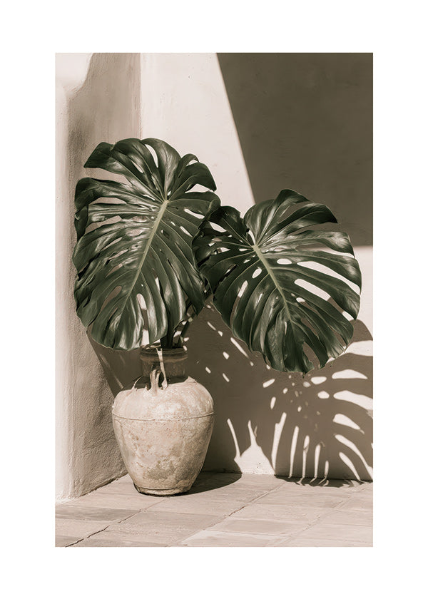 Stampa botanica Monstera in vaso