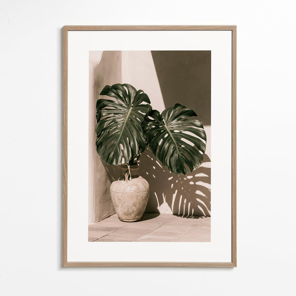 Stampa botanica Monstera in vaso
