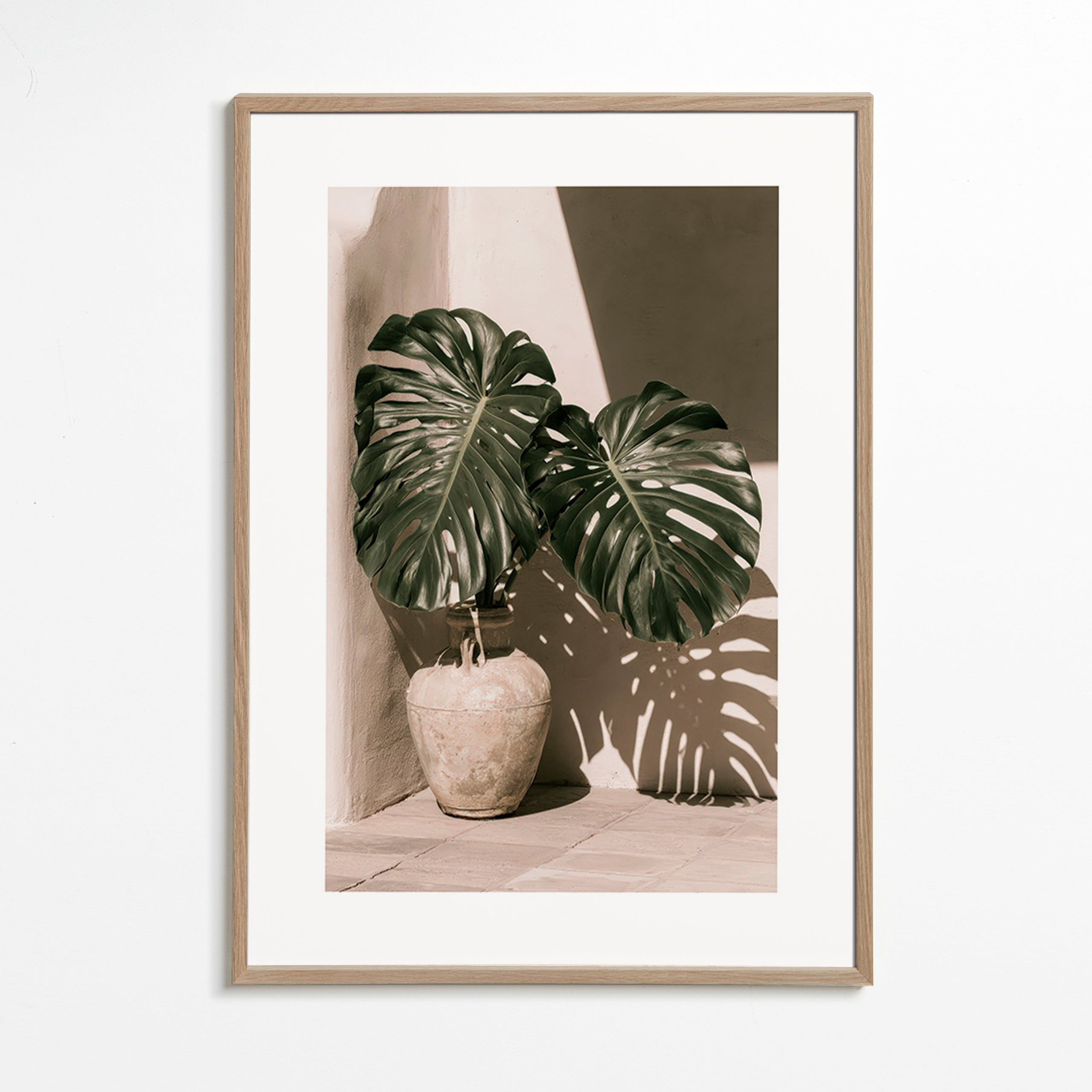 Stampa botanica Monstera in vaso