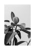 Dark contrast plant black and white