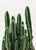 Little cactus