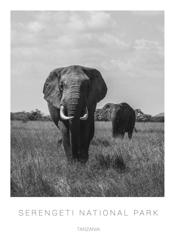 Elephants in Serengeti