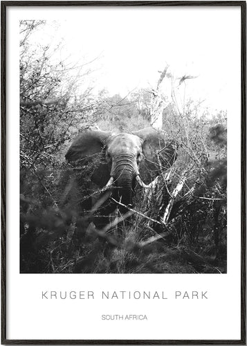 Elephant in Kruger