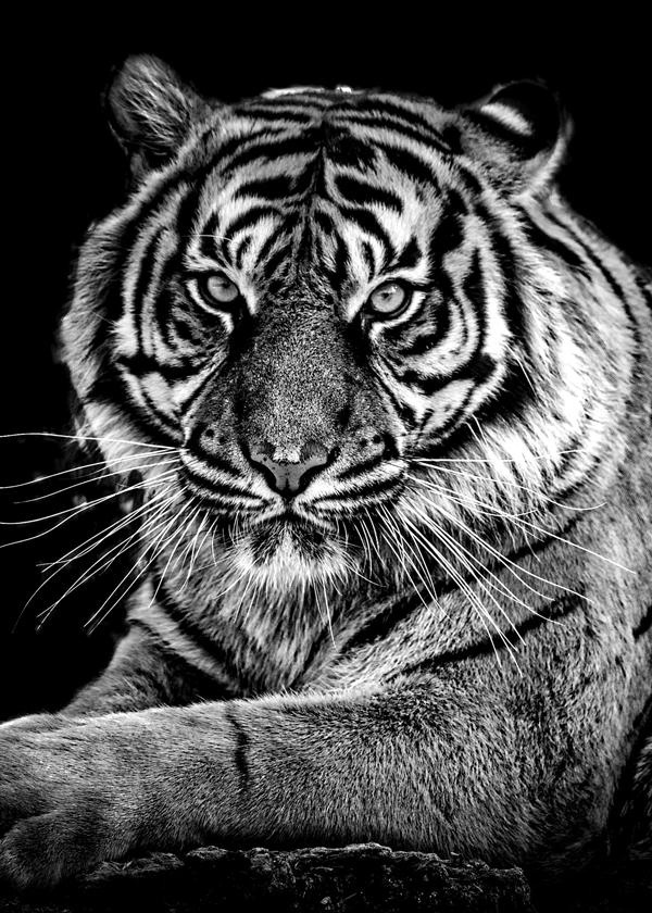 Tiger's look
