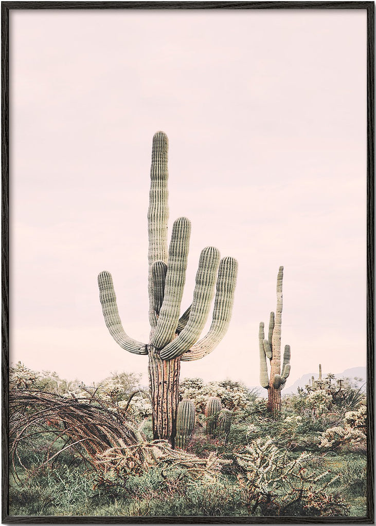 Blush cactus