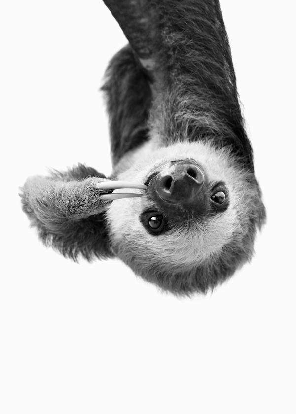 Sloth BW