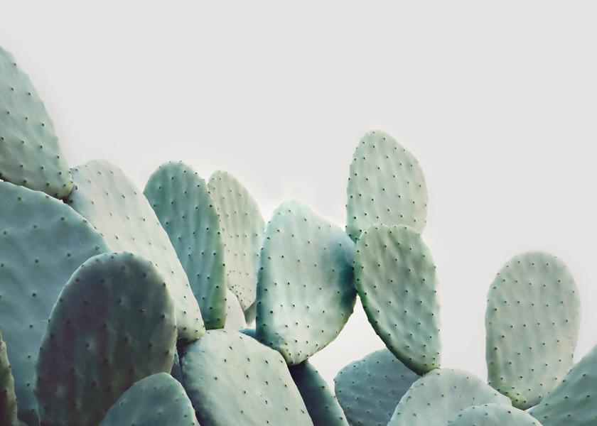 Pastel cactus