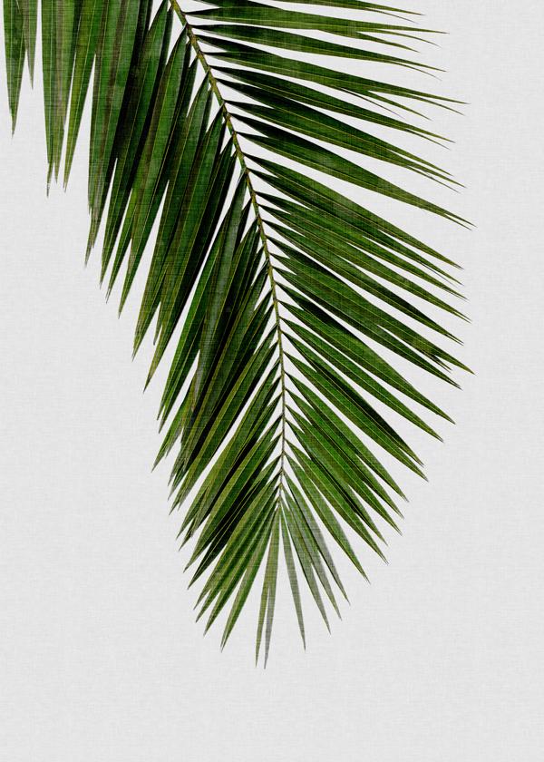 Palm Leaf I