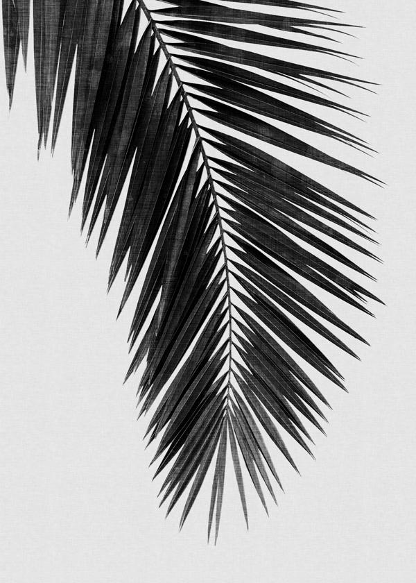 Palm Leaf Black & White I