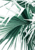 Summer Palms I 2