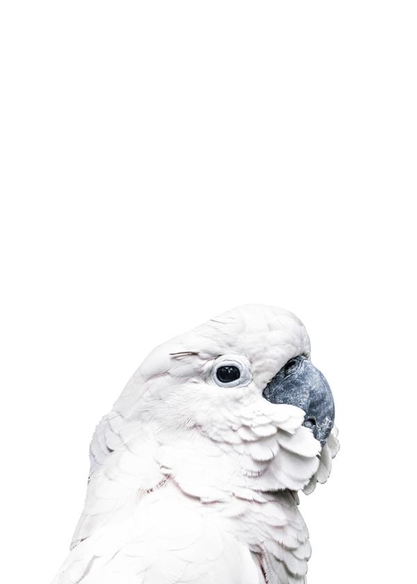 White Cockatoo 2
