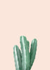 Pink cactus