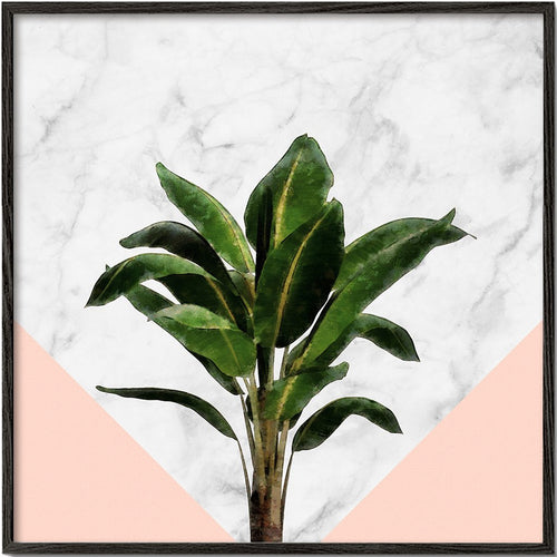 Banana plant on pink and marble wall