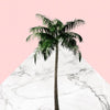 Palm tree on pink and marble wall