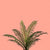Palm plant on pastel coral wall