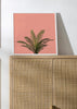 Palm plant on pastel coral wall