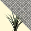 Dracaena plant on lemon and lattice pattern wall