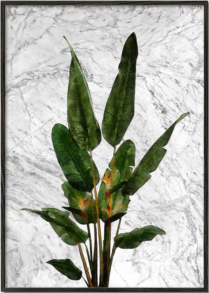 Bird of paradise plant on white marble