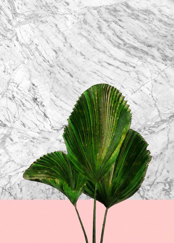 Palm plant on marble and pink wall