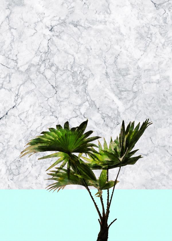 Palm plant on marble and teal wall
