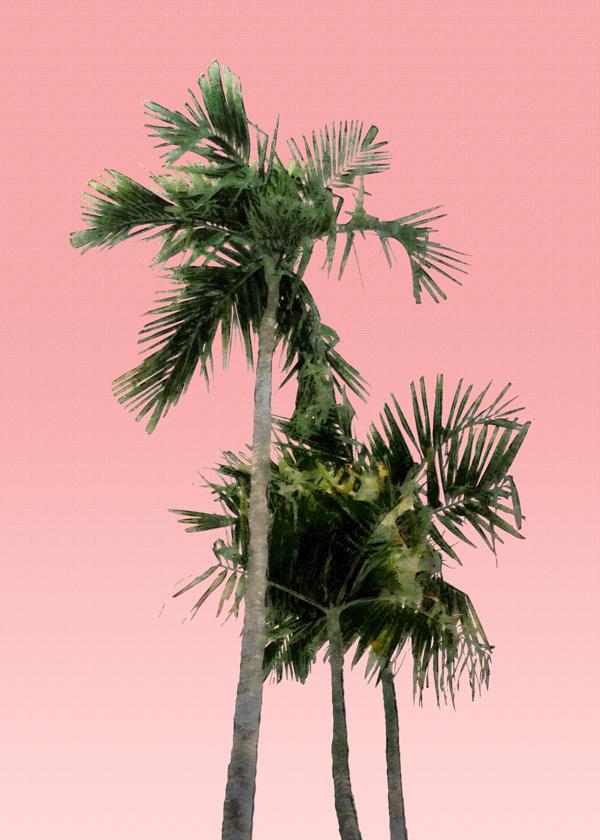 Palm trees on pink