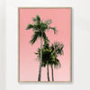 Palm trees on pink