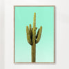 Cactus on cyan wall