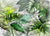 Tropical Foliage 02