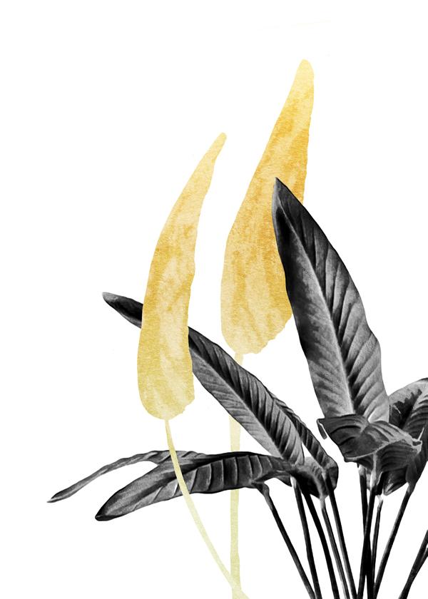 Bird of Paradise Plant Black, White and Gold 01