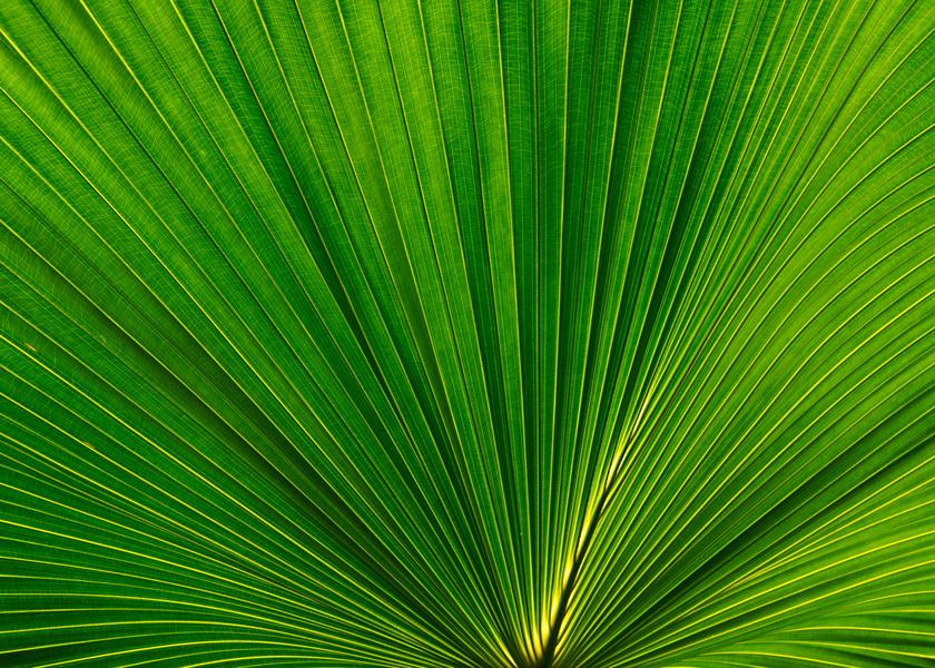 Fan Palm Leaves 02