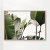 Travellers Palm Leaves 01