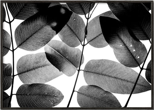 Experiments with Leaves II