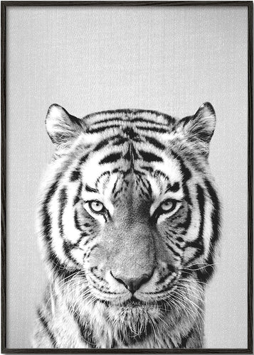 Tiger - Black & White