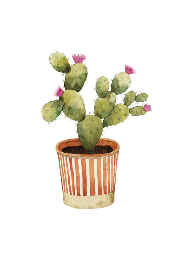 Blooming Potted Cactus