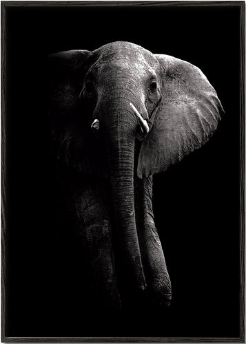 Elephant - WildPhotoArt