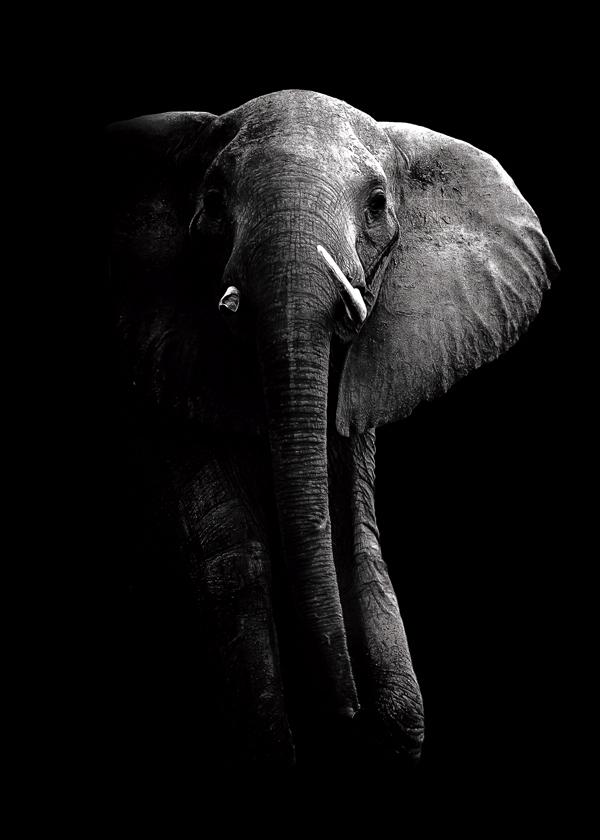 Elephant - WildPhotoArt