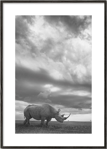 Rhino Land - Mario Moreno