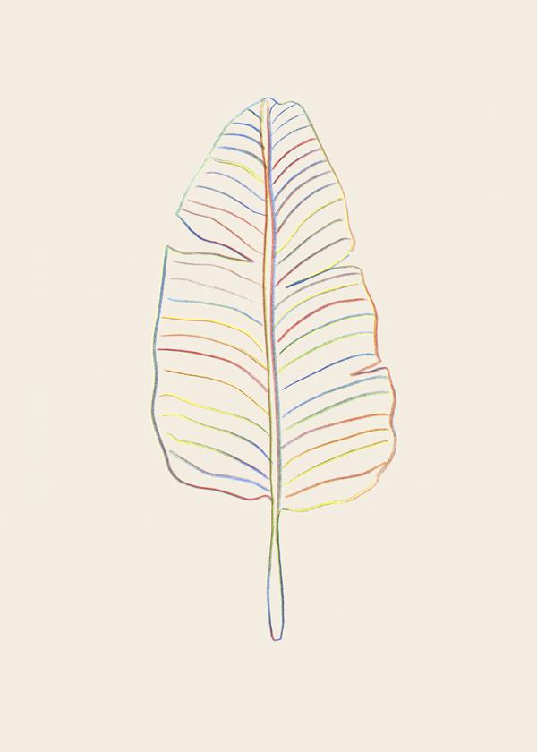 Banana Rainbow Leaf - 1x Studio
