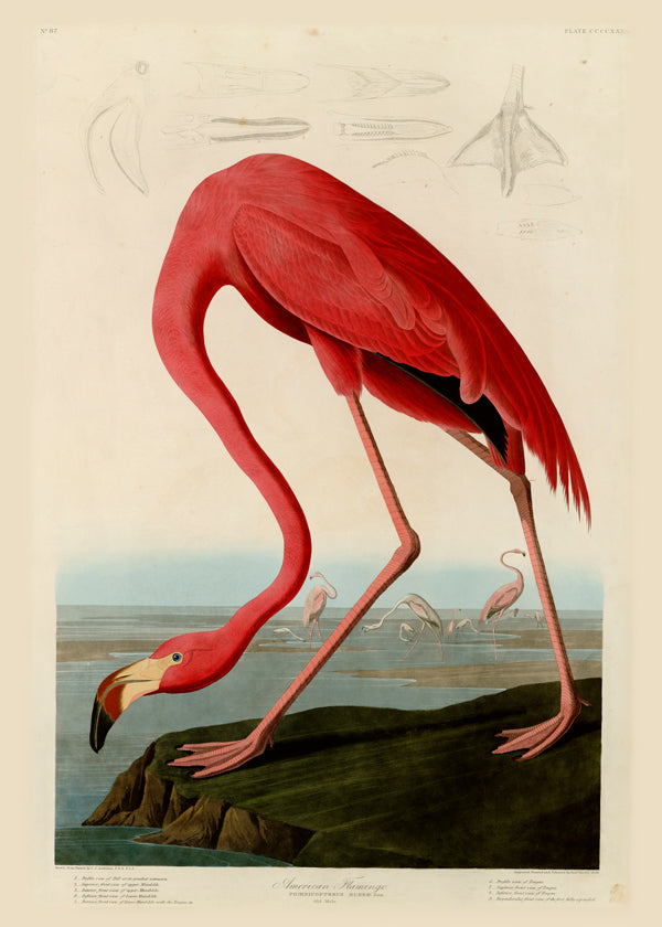 Audubon American Flamingo - The Birds of America