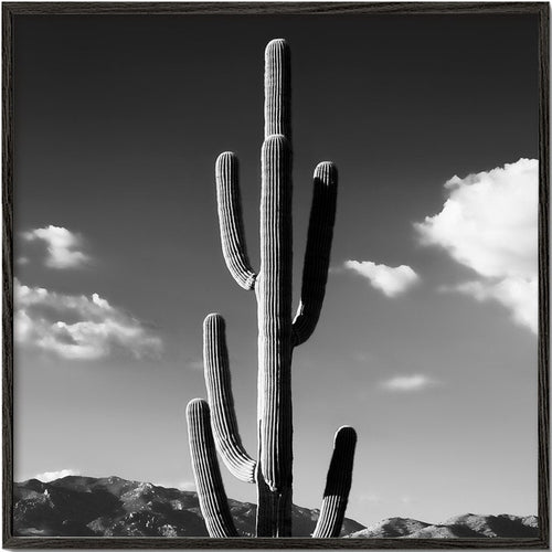 Black Arizona - Lonely Cactus II