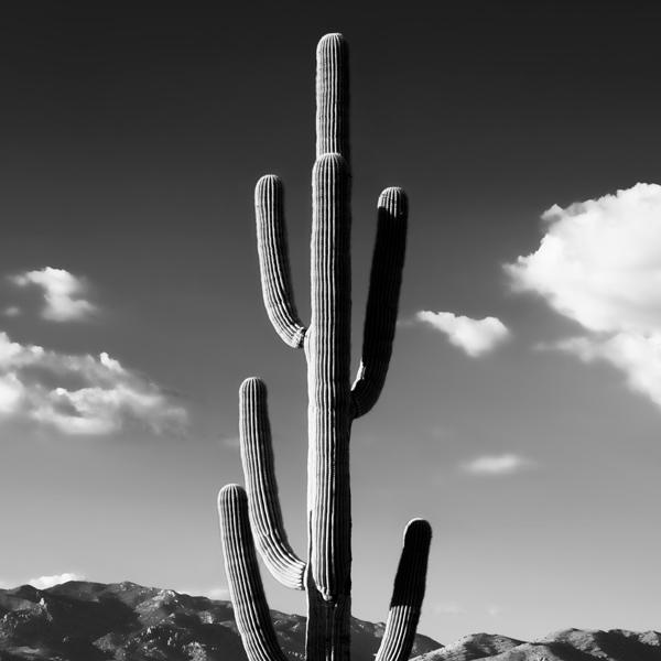 Black Arizona - Lonely Cactus II