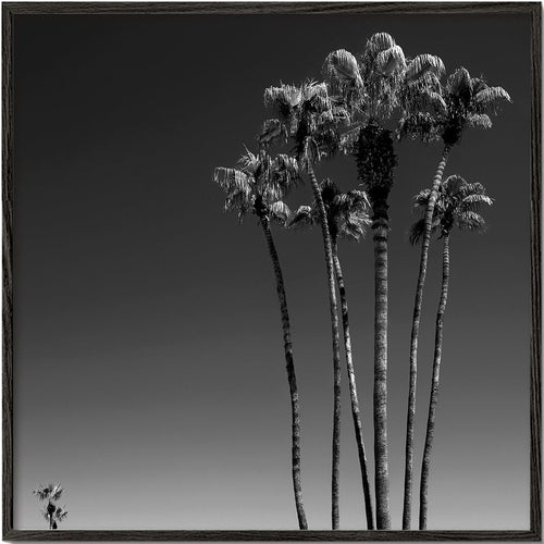 Black California - Palm Springs II